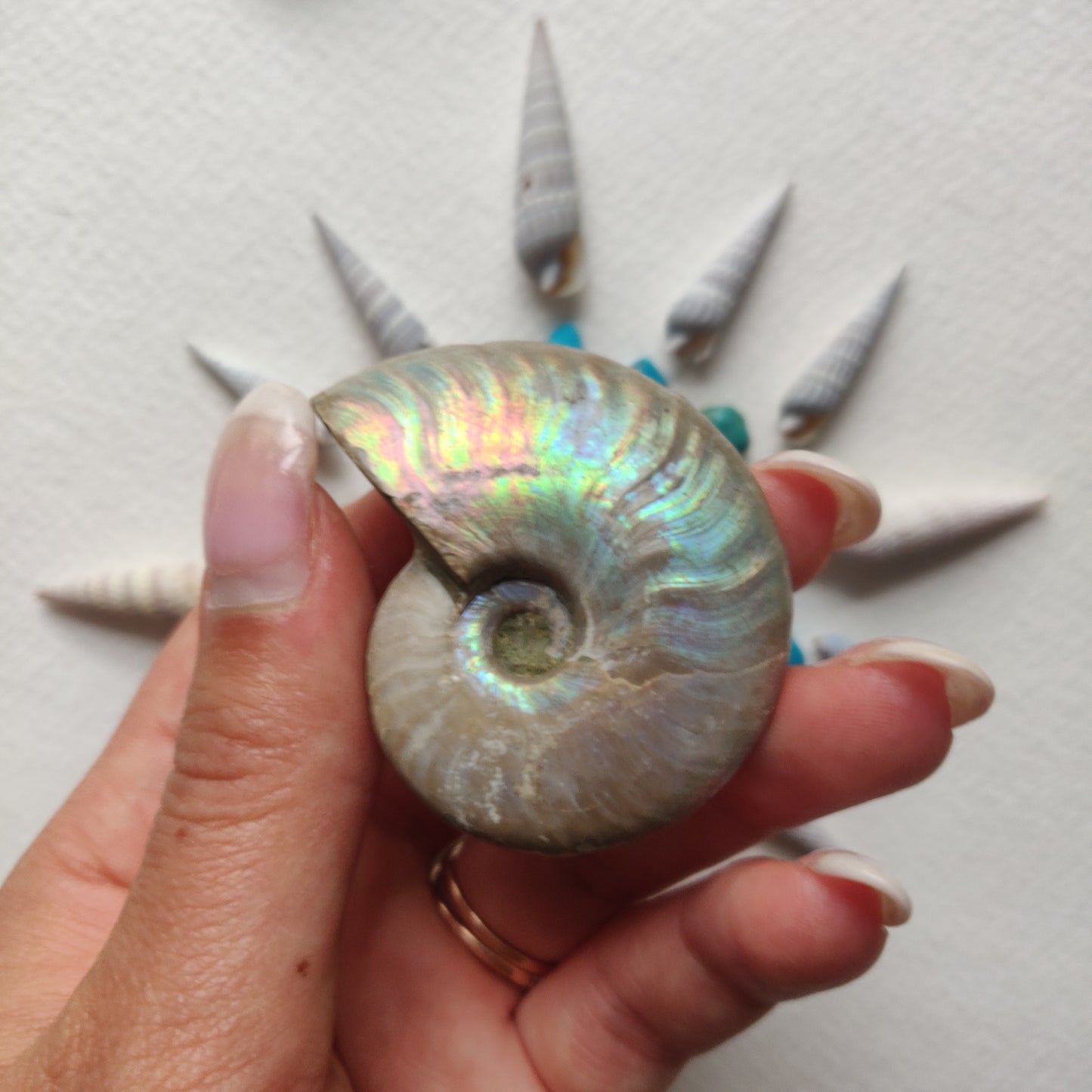 Small Opalized Ammonite (#24) - Simply Affinity