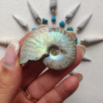 Small Opalized Ammonite (#27) - Simply Affinity