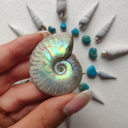 Small Opalized Ammonite (#28) - Simply Affinity