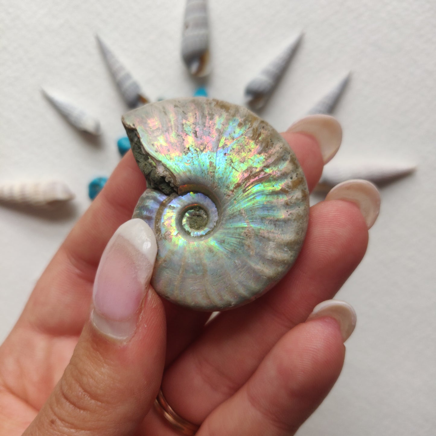 Small Opalized Ammonite (#28) - Simply Affinity