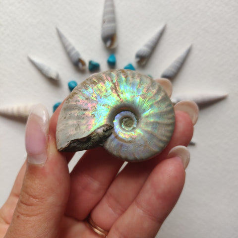 Small Opalized Ammonite (#28) - Simply Affinity