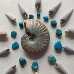 Small Opalized Ammonite (#28) - Simply Affinity