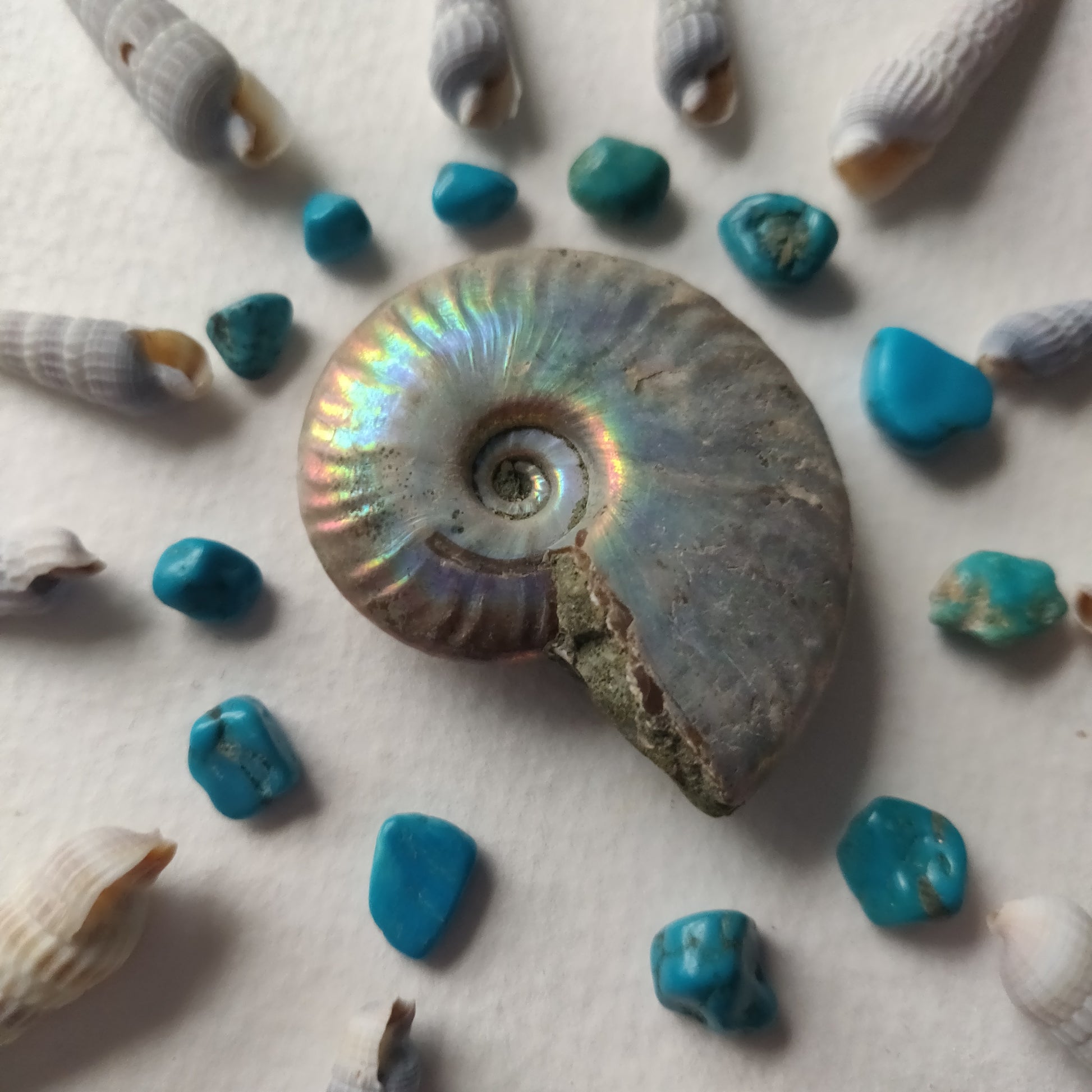 Small Opalized Ammonite (#28) - Simply Affinity