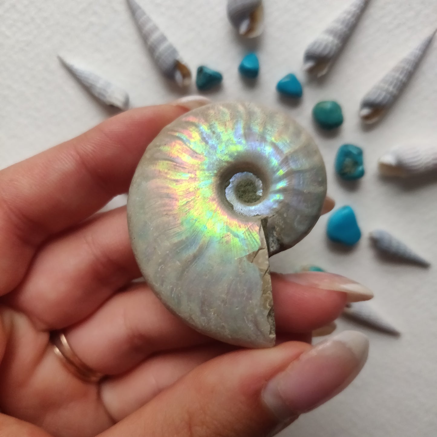 Small Opalized Ammonite (#29) - Simply Affinity