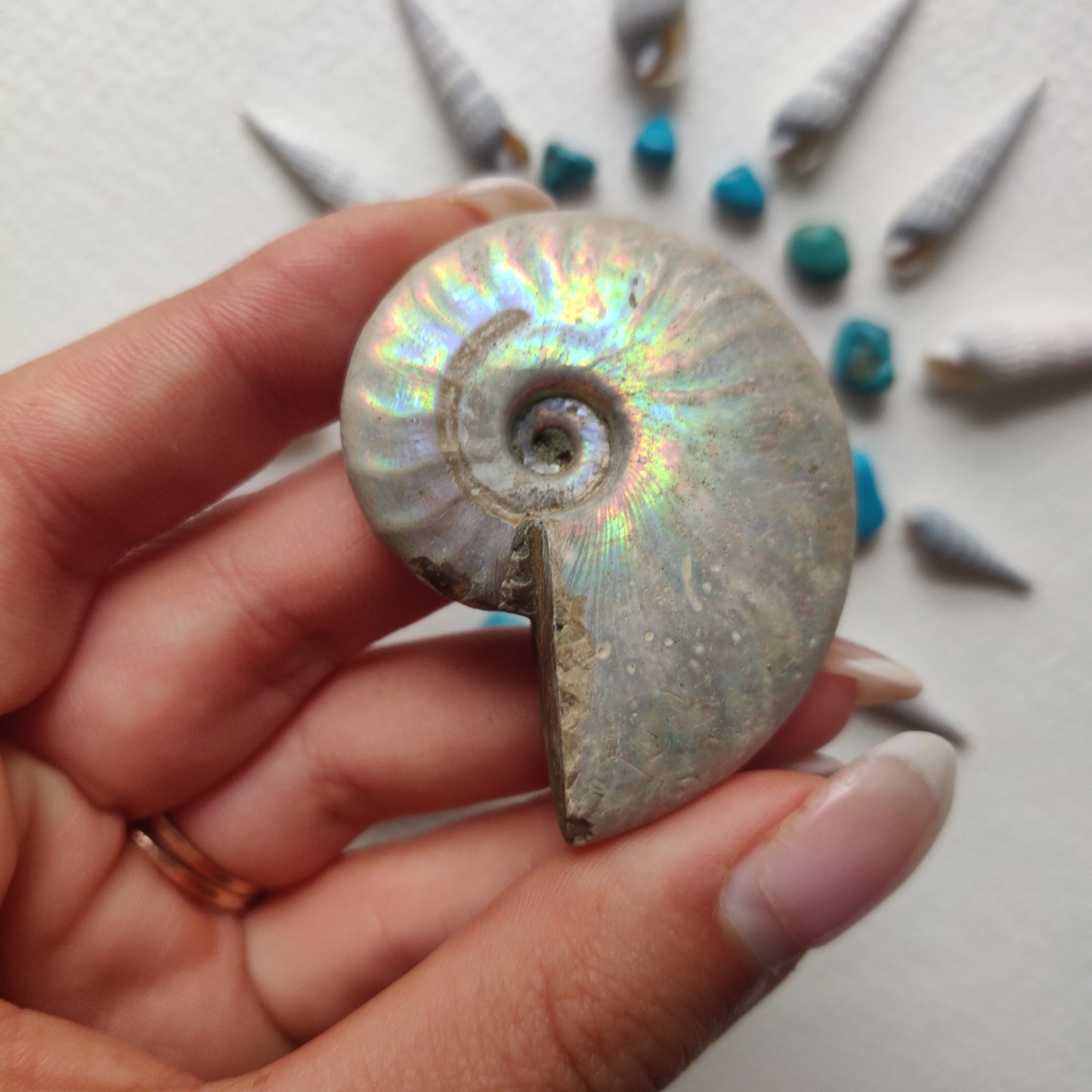 Small Opalized Ammonite (#29) - Simply Affinity