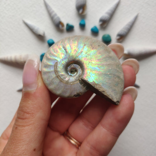 Small Opalized Ammonite (#29) - Simply Affinity
