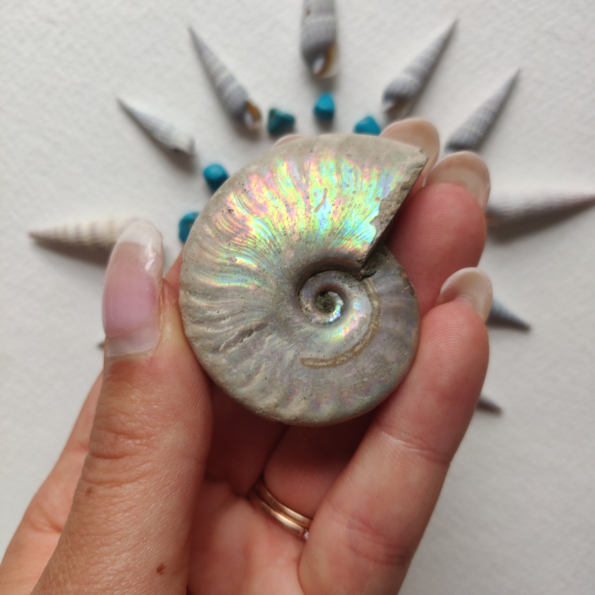 Small Opalized Ammonite (#29) - Simply Affinity