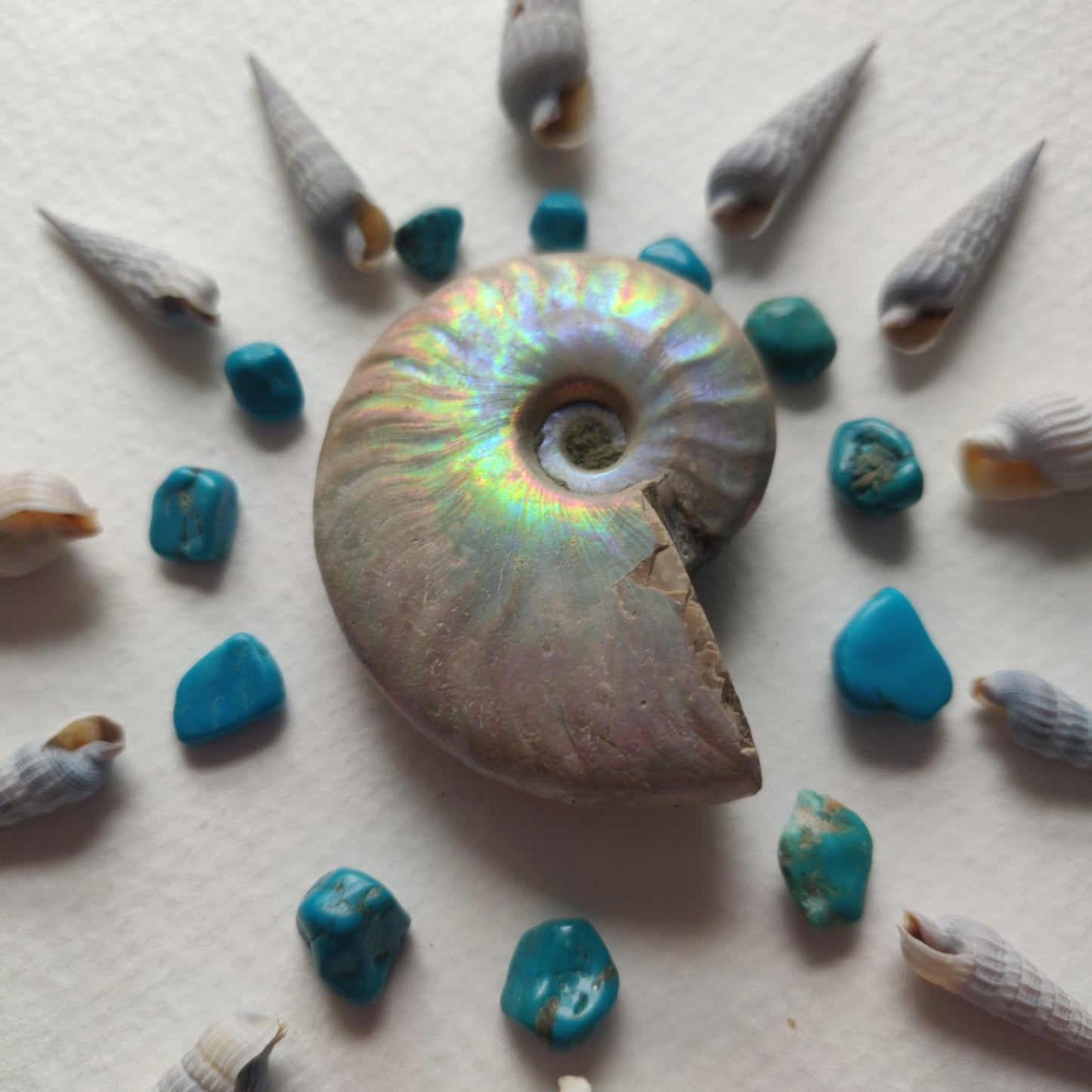 Small Opalized Ammonite (#29) - Simply Affinity