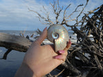 Ammonite, Opalized Ammonite (#10) - Simply Affinity