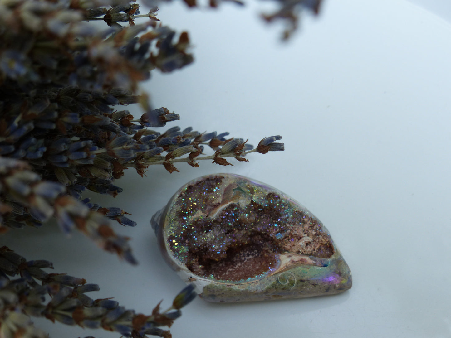 Aura Druzy Shell (#3) - Simply Affinity
