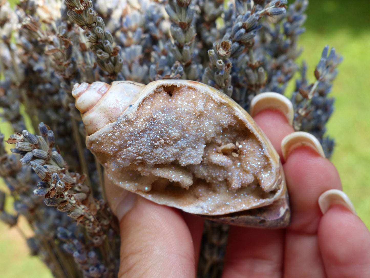 Aura Druzy Shell (#2) - Simply Affinity