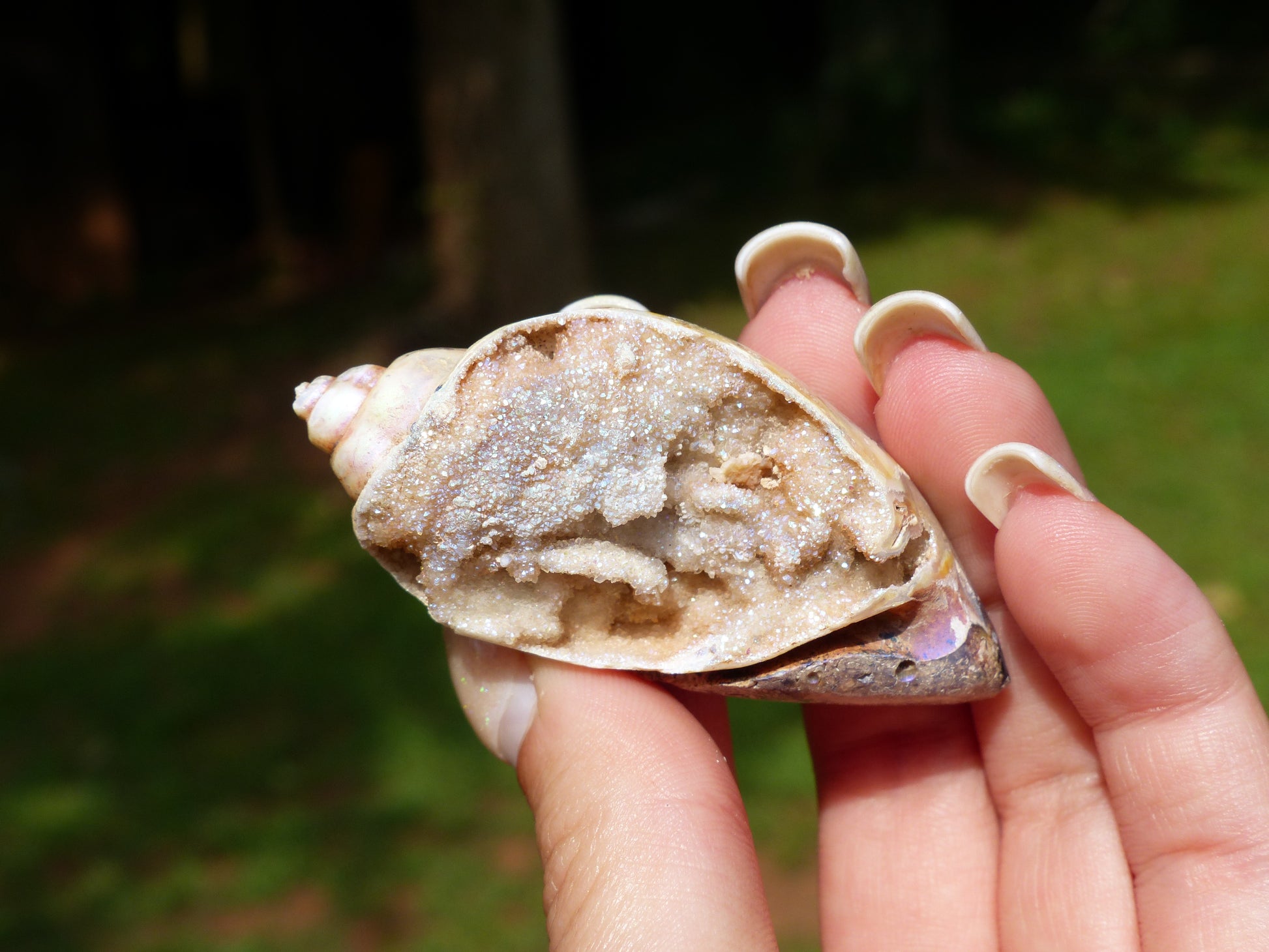 Aura Druzy Shell (#2) - Simply Affinity