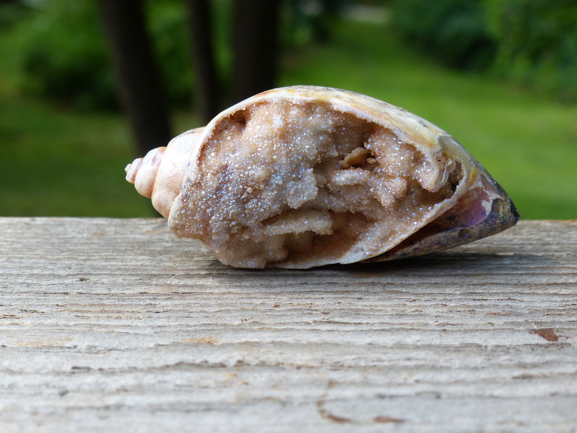 Aura Druzy Shell (#2) - Simply Affinity