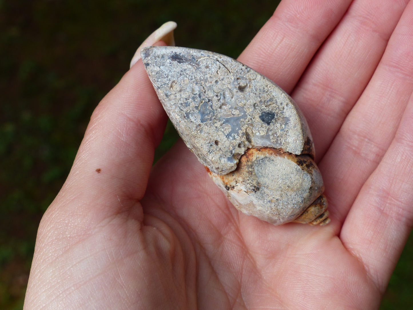 Aura Druzy Shell (#2) - Simply Affinity
