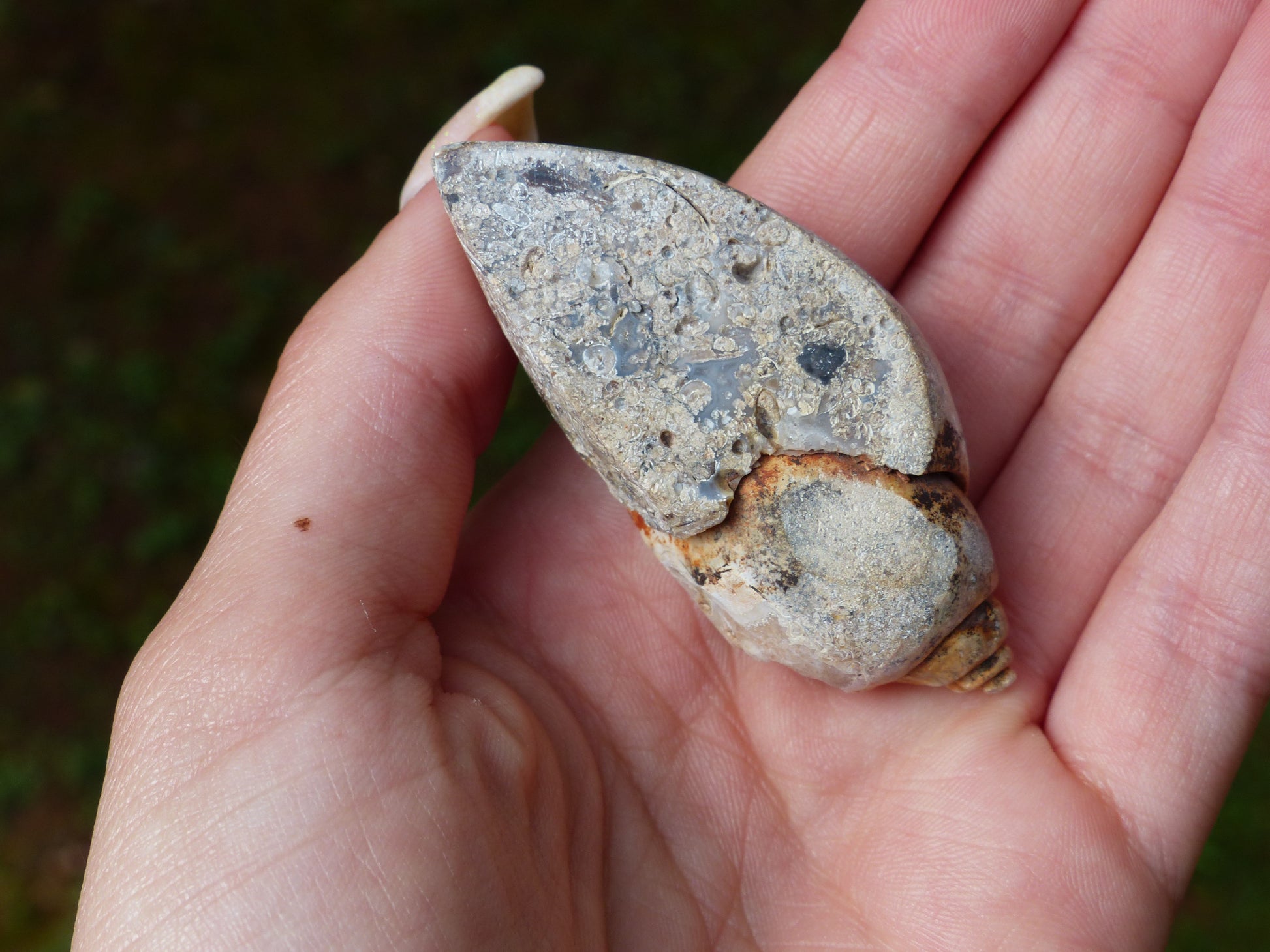 Aura Druzy Shell (#2) - Simply Affinity