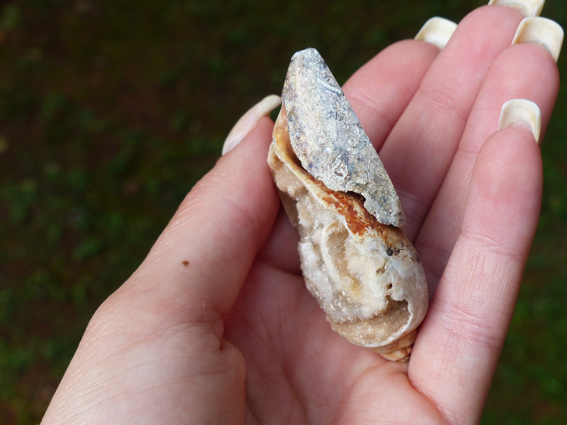 Aura Druzy Shell (#2) - Simply Affinity