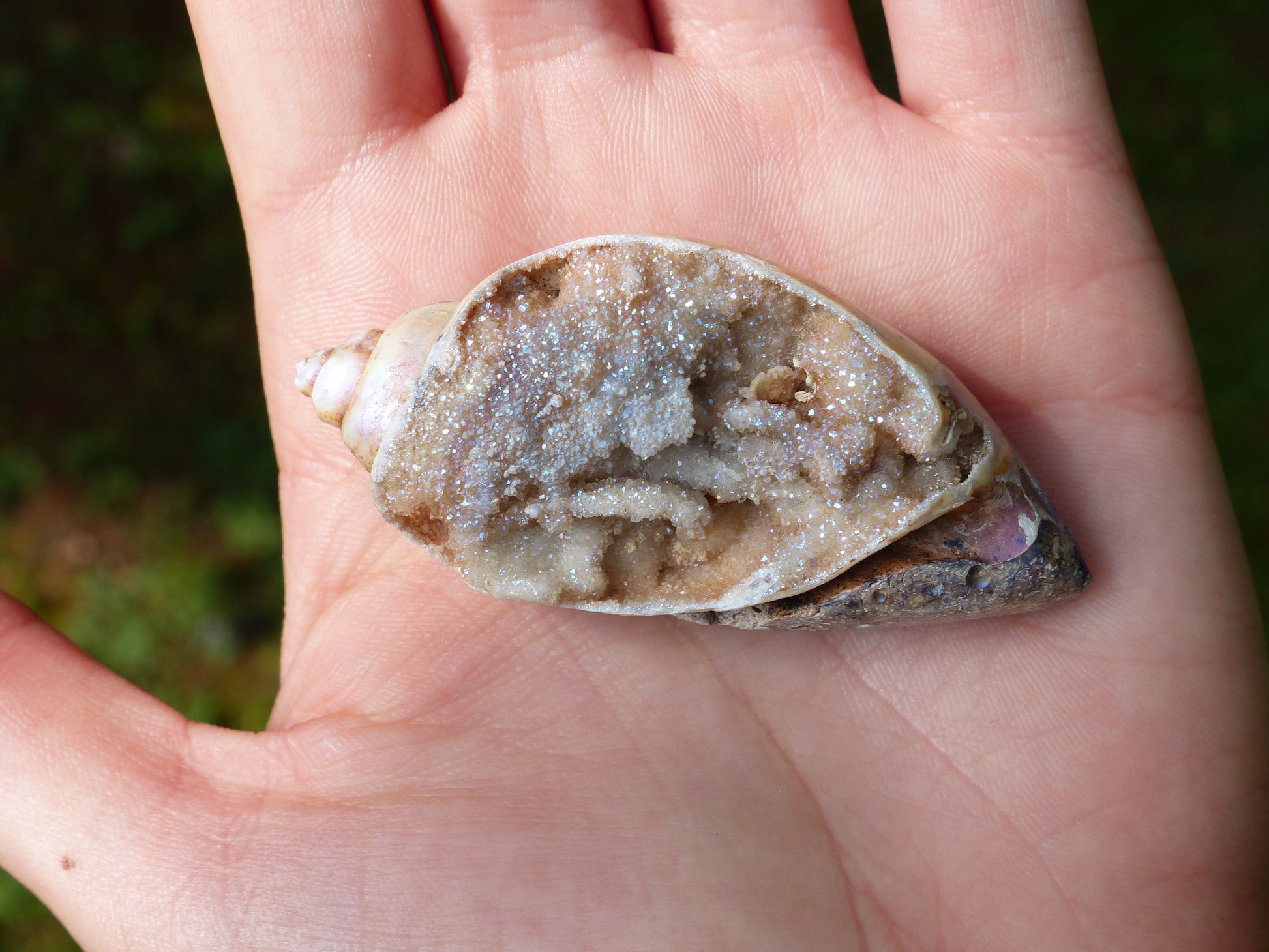 Aura Druzy Shell (#2) - Simply Affinity