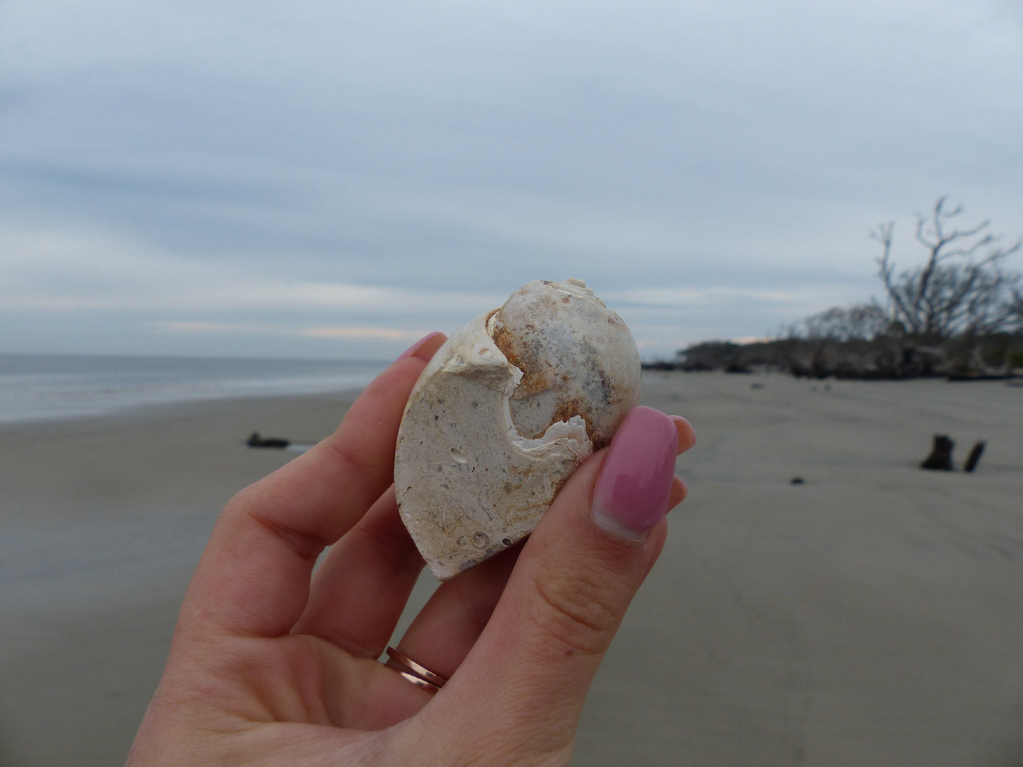Aura Druzy Shell (#9) - Simply Affinity