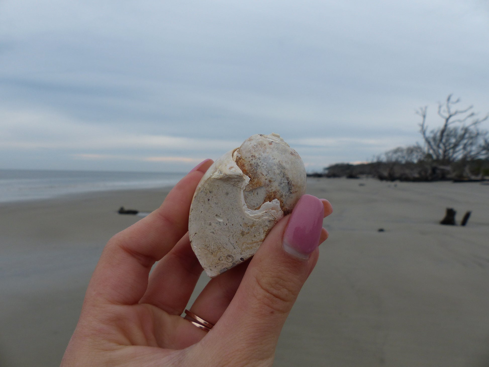 Aura Druzy Shell (#9) - Simply Affinity