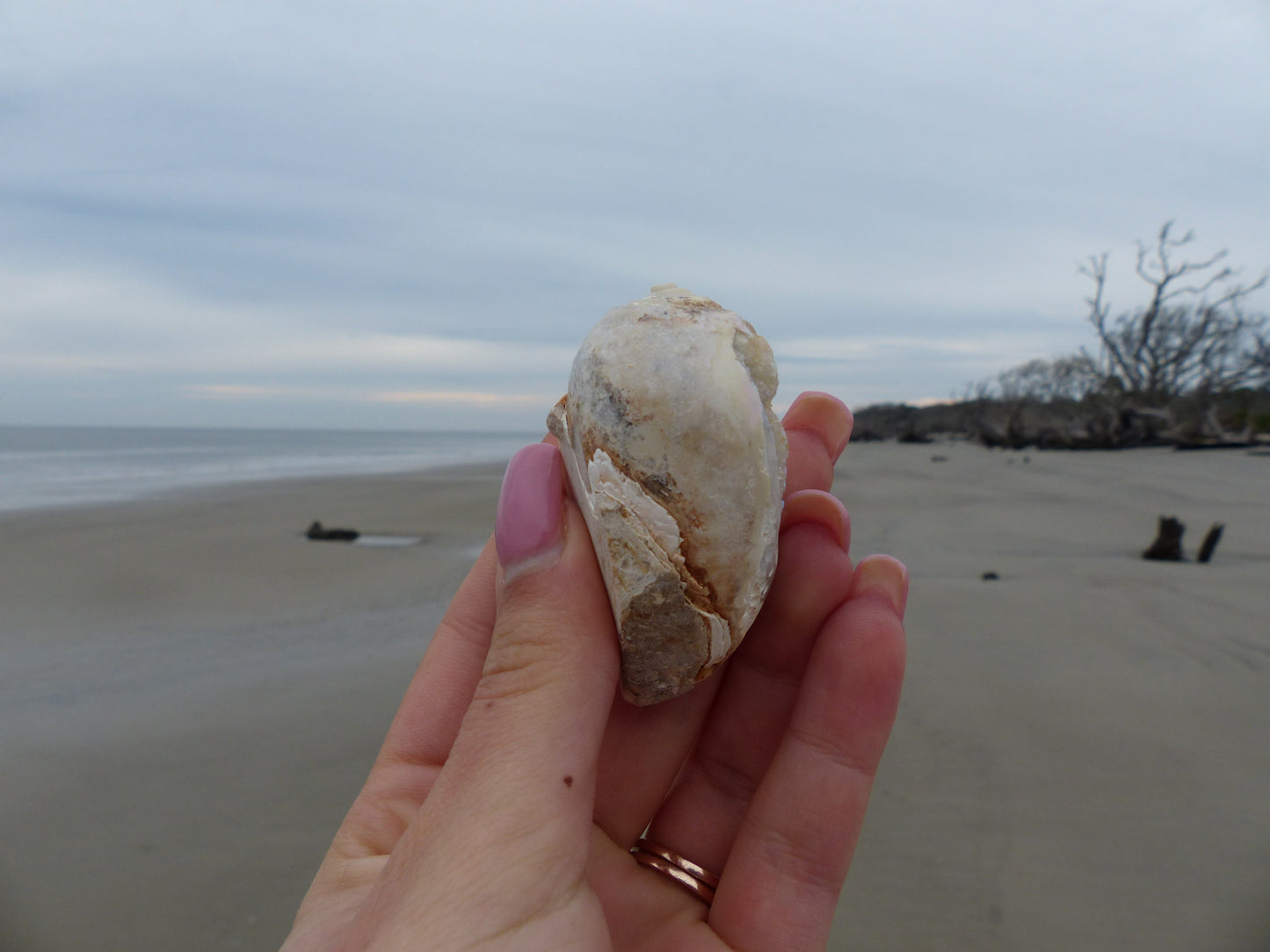 Aura Druzy Shell (#9) - Simply Affinity