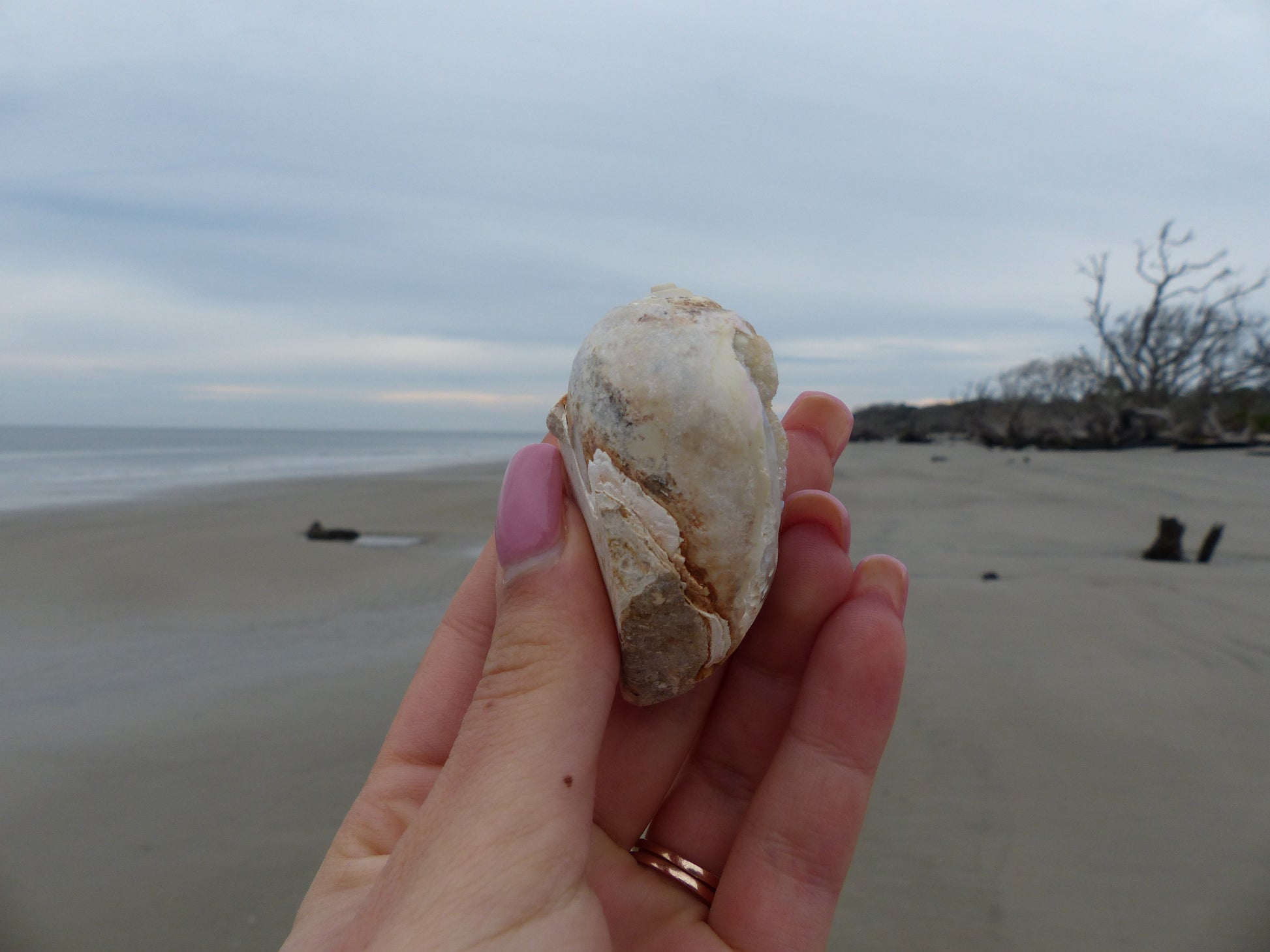 Aura Druzy Shell (#9) - Simply Affinity