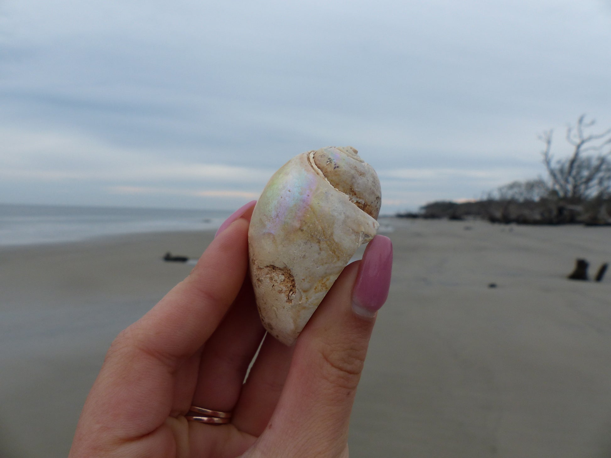 Aura Druzy Shell (#9) - Simply Affinity