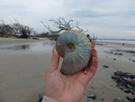 Ammonite, Opalized Ammonite (#9) - Simply Affinity