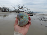 Ammonite, Opalized Ammonite (#9) - Simply Affinity