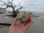 Ammonite, Opalized Ammonite (#7) - Simply Affinity