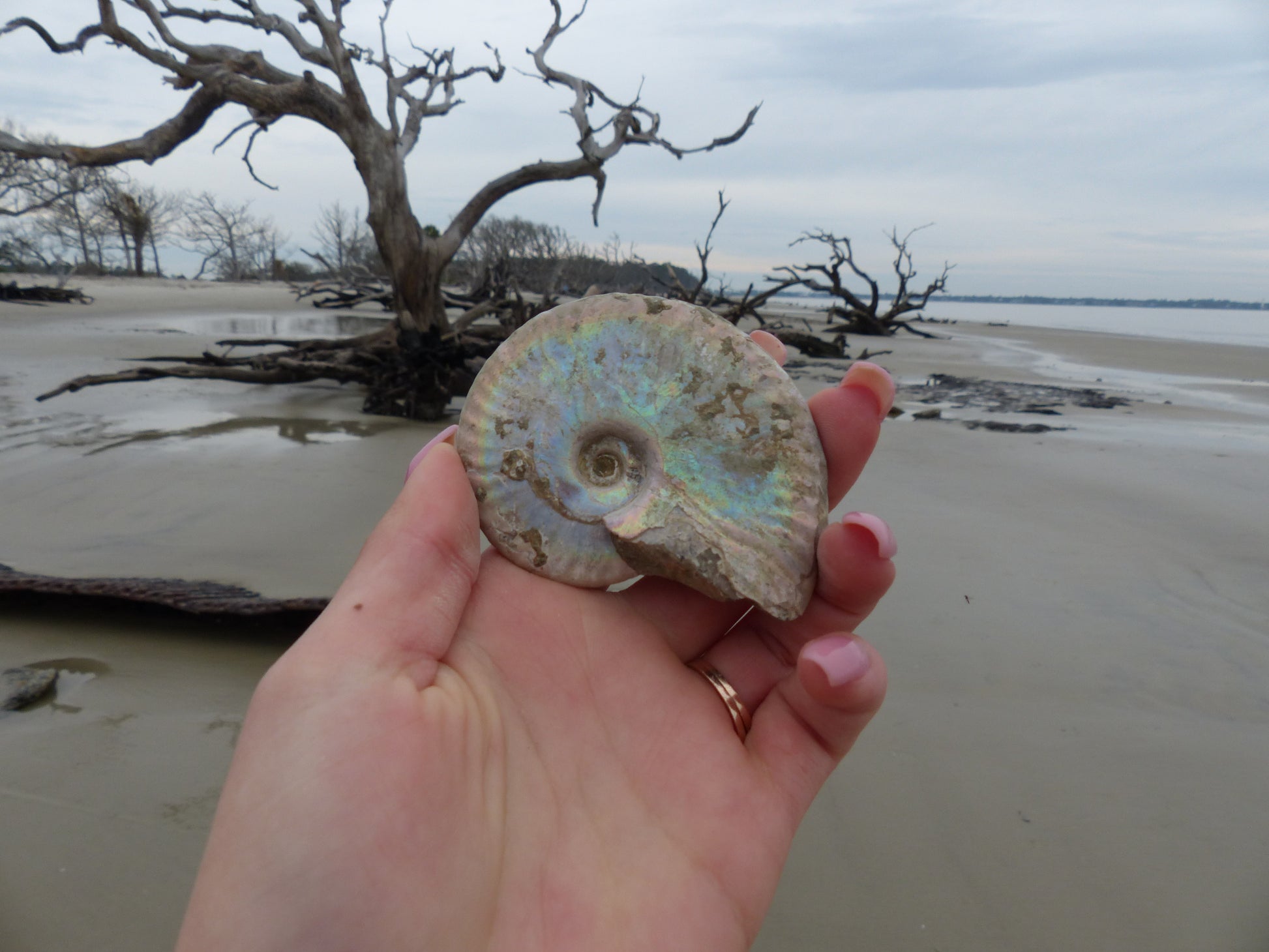 Ammonite, Opalized Ammonite (#7) - Simply Affinity