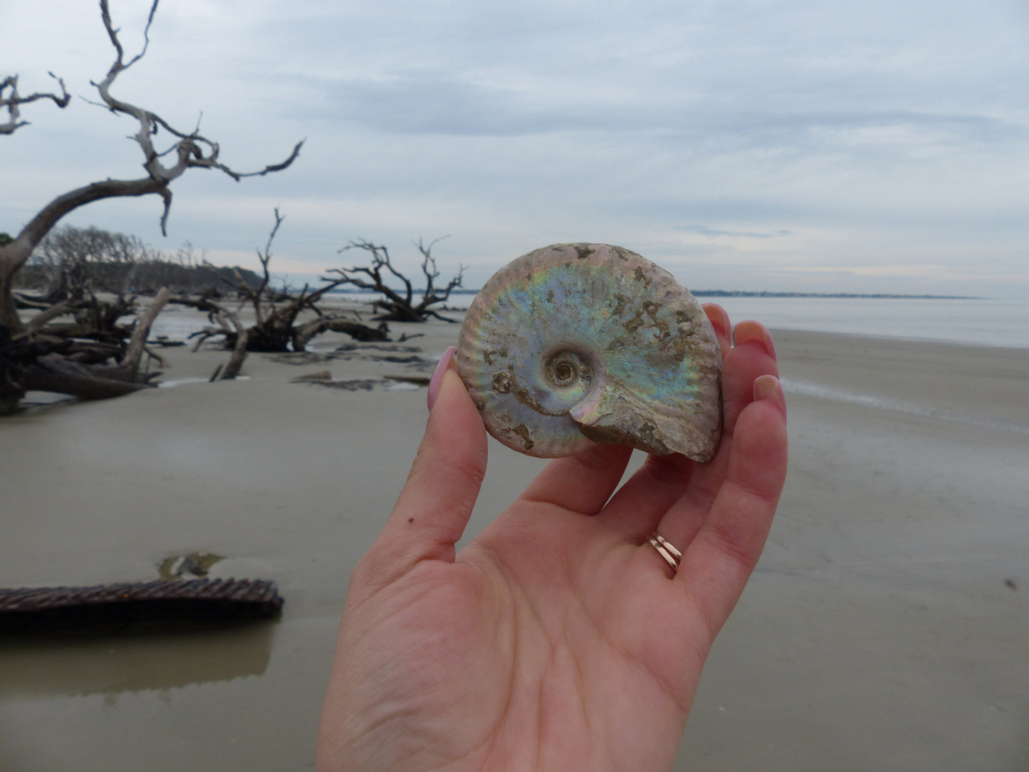 Ammonite, Opalized Ammonite (#7) - Simply Affinity