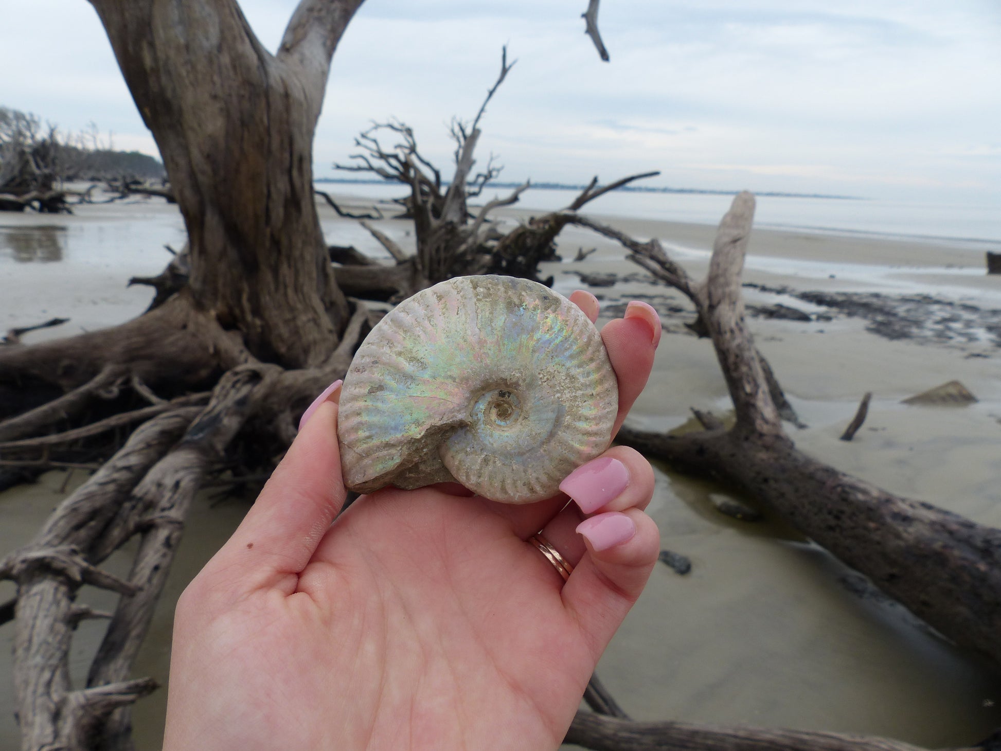 Ammonite, Opalized Ammonite (#7) - Simply Affinity