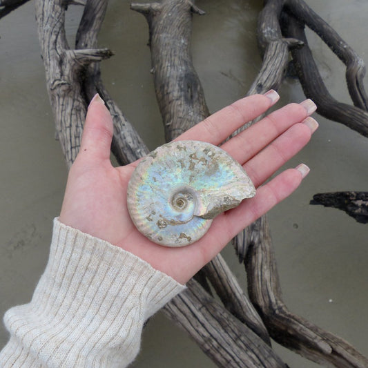 Ammonite, Opalized Ammonite (#7) - Simply Affinity