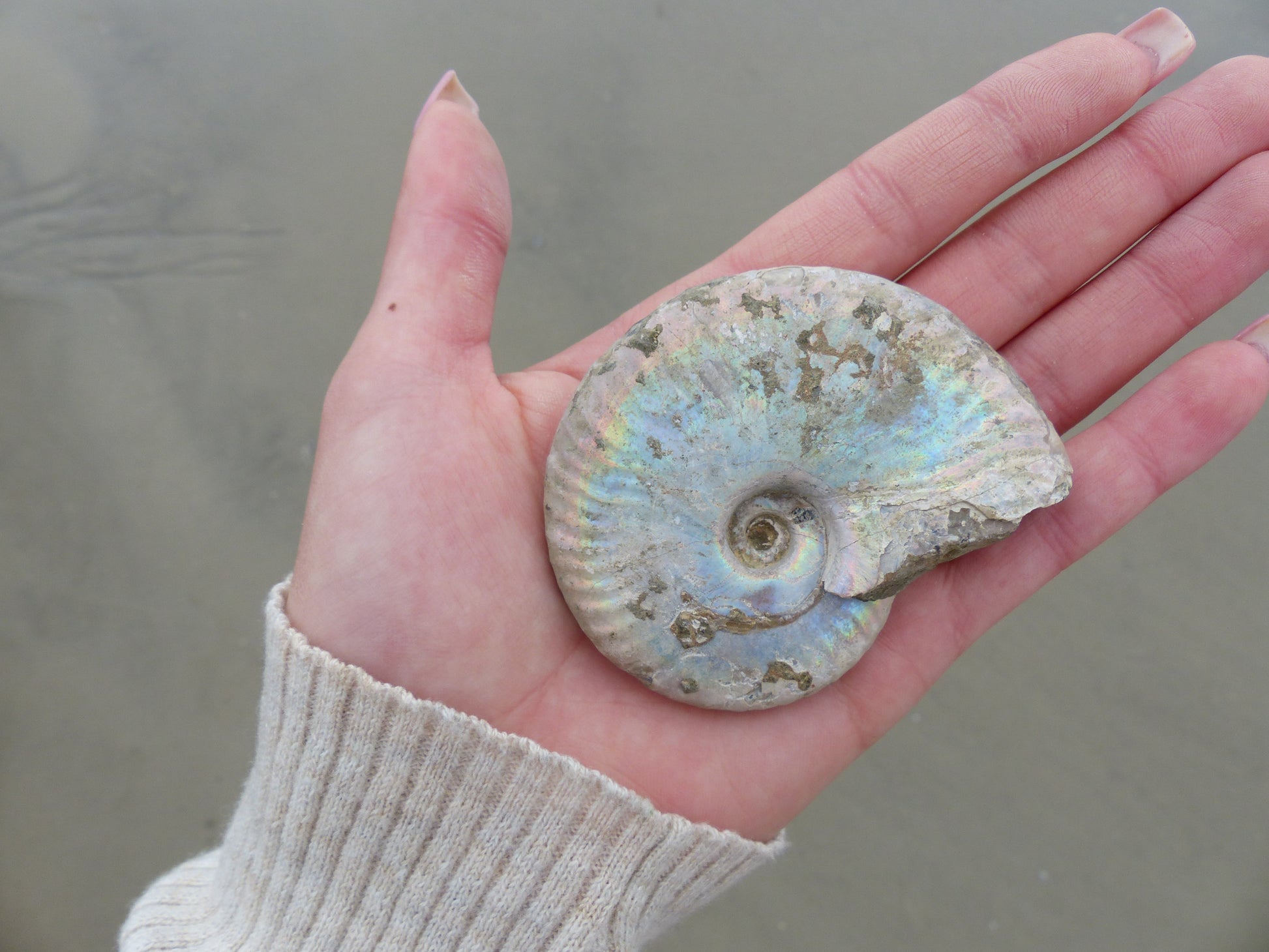 Ammonite, Opalized Ammonite (#7) - Simply Affinity
