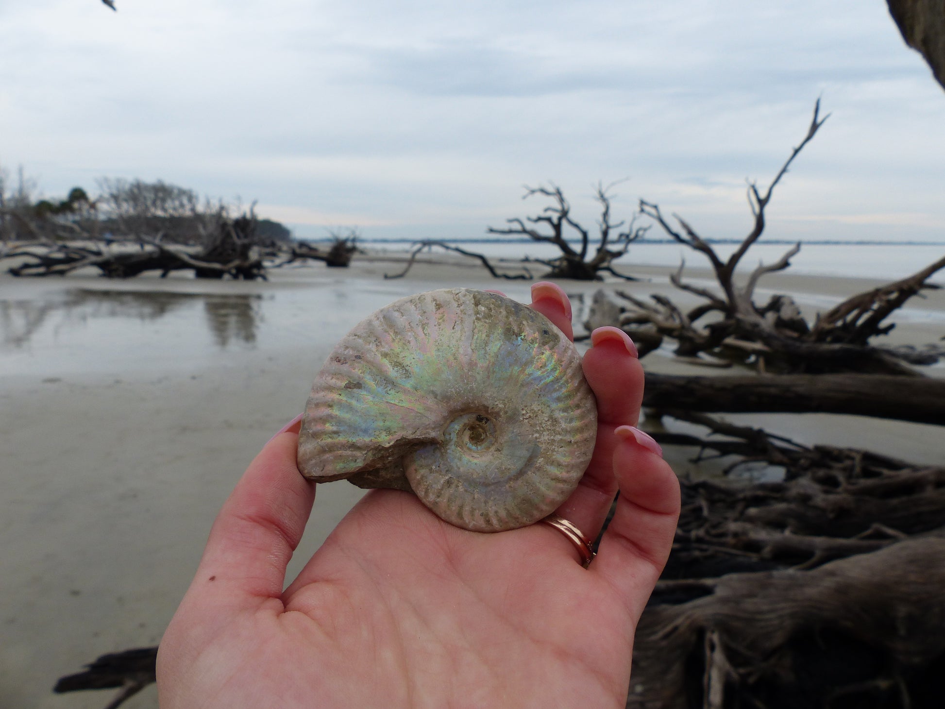 Ammonite, Opalized Ammonite (#7) - Simply Affinity