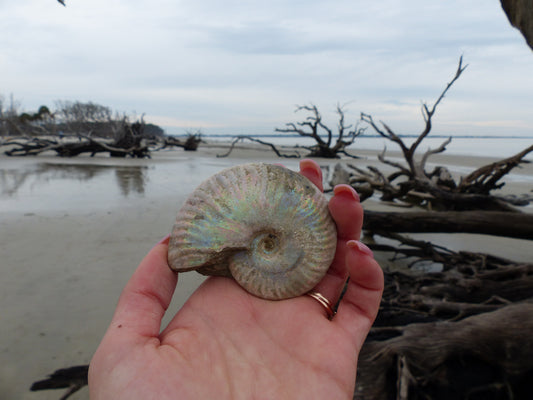 Ammonite, Opalized Ammonite (#7) - Simply Affinity