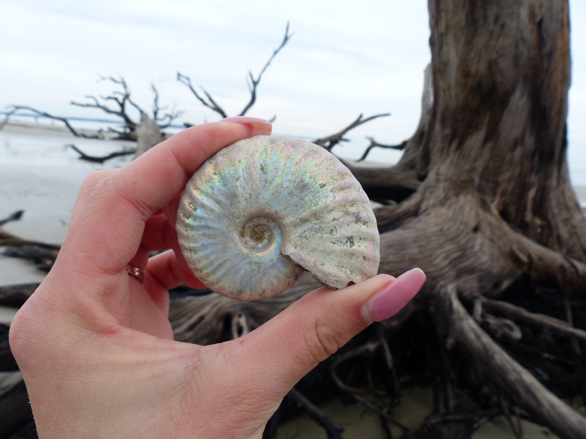 Ammonite, Opalized Ammonite (#6) - Simply Affinity