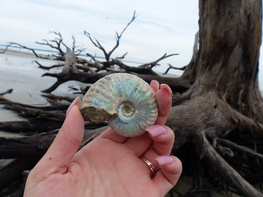 Ammonite, Opalized Ammonite (#6) - Simply Affinity