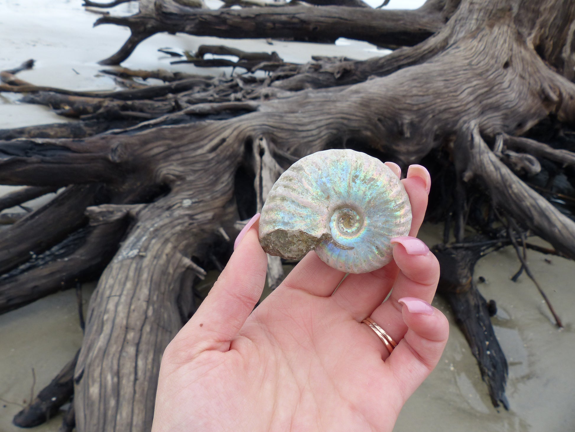 Ammonite, Opalized Ammonite (#6) - Simply Affinity