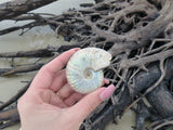 Ammonite, Opalized Ammonite (#6) - Simply Affinity