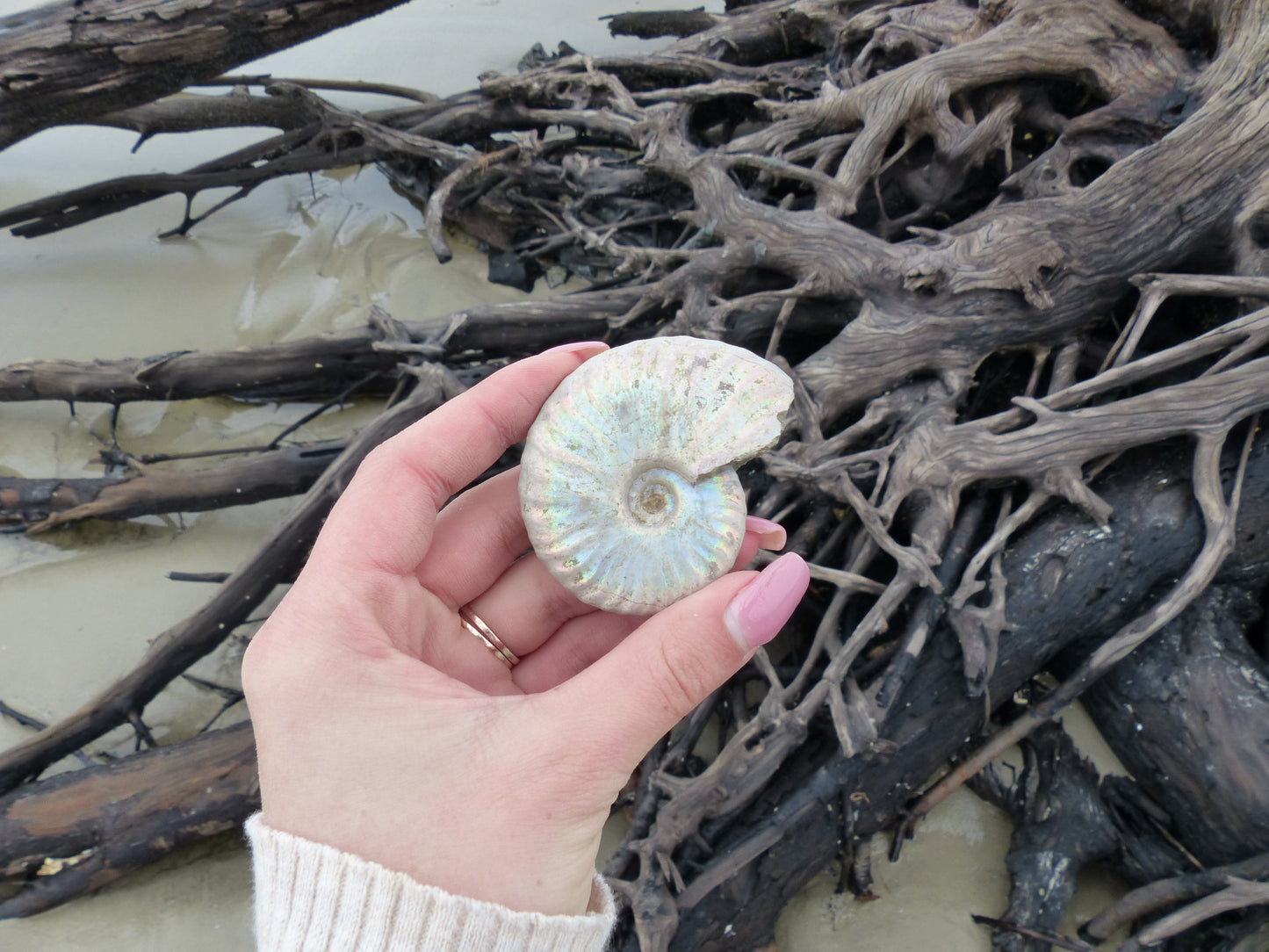Ammonite, Opalized Ammonite (#6) - Simply Affinity