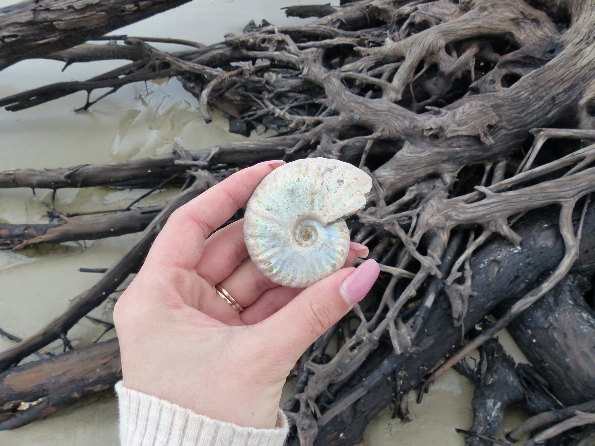 Ammonite, Opalized Ammonite (#6) - Simply Affinity