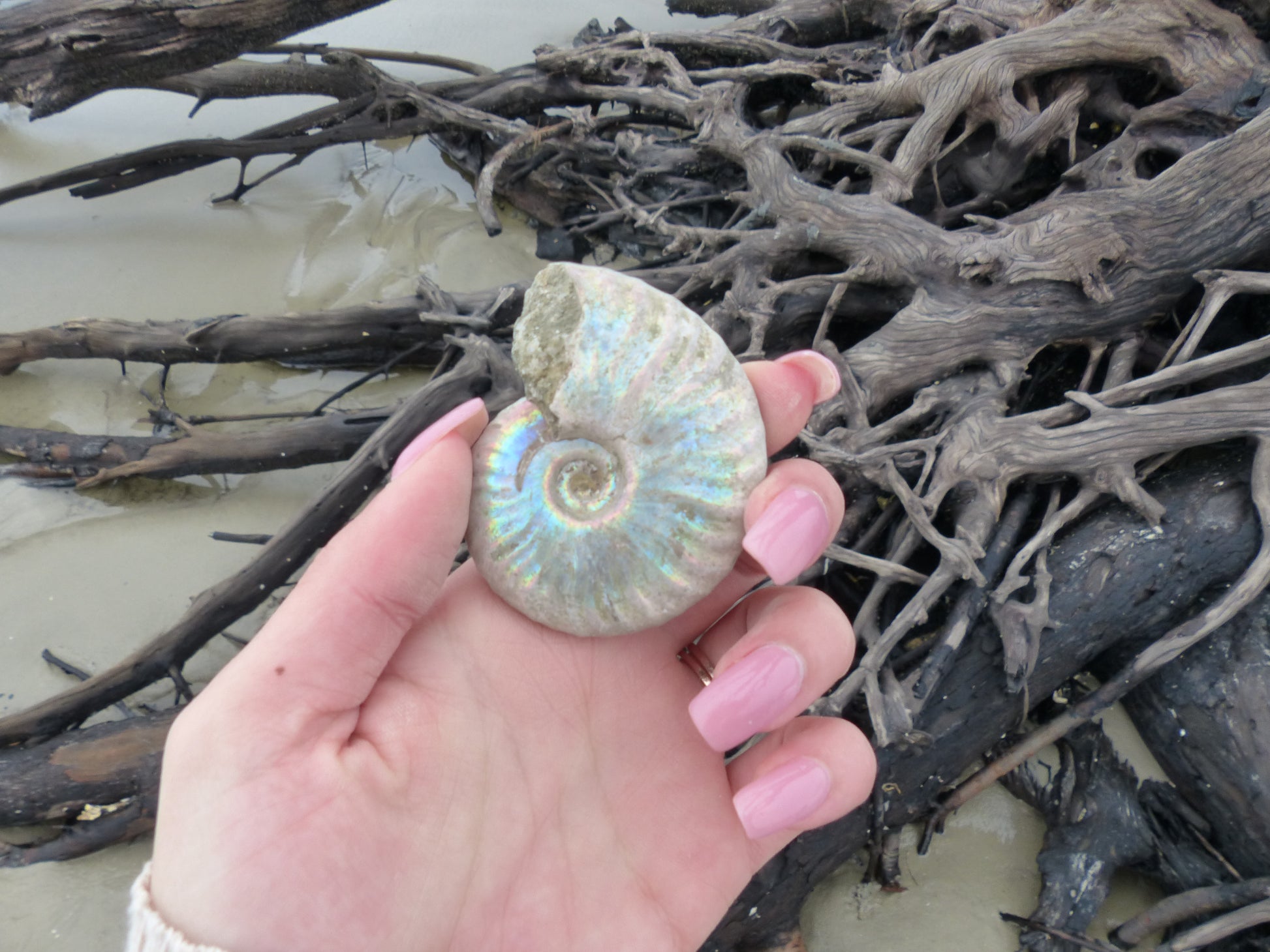 Ammonite, Opalized Ammonite (#6) - Simply Affinity