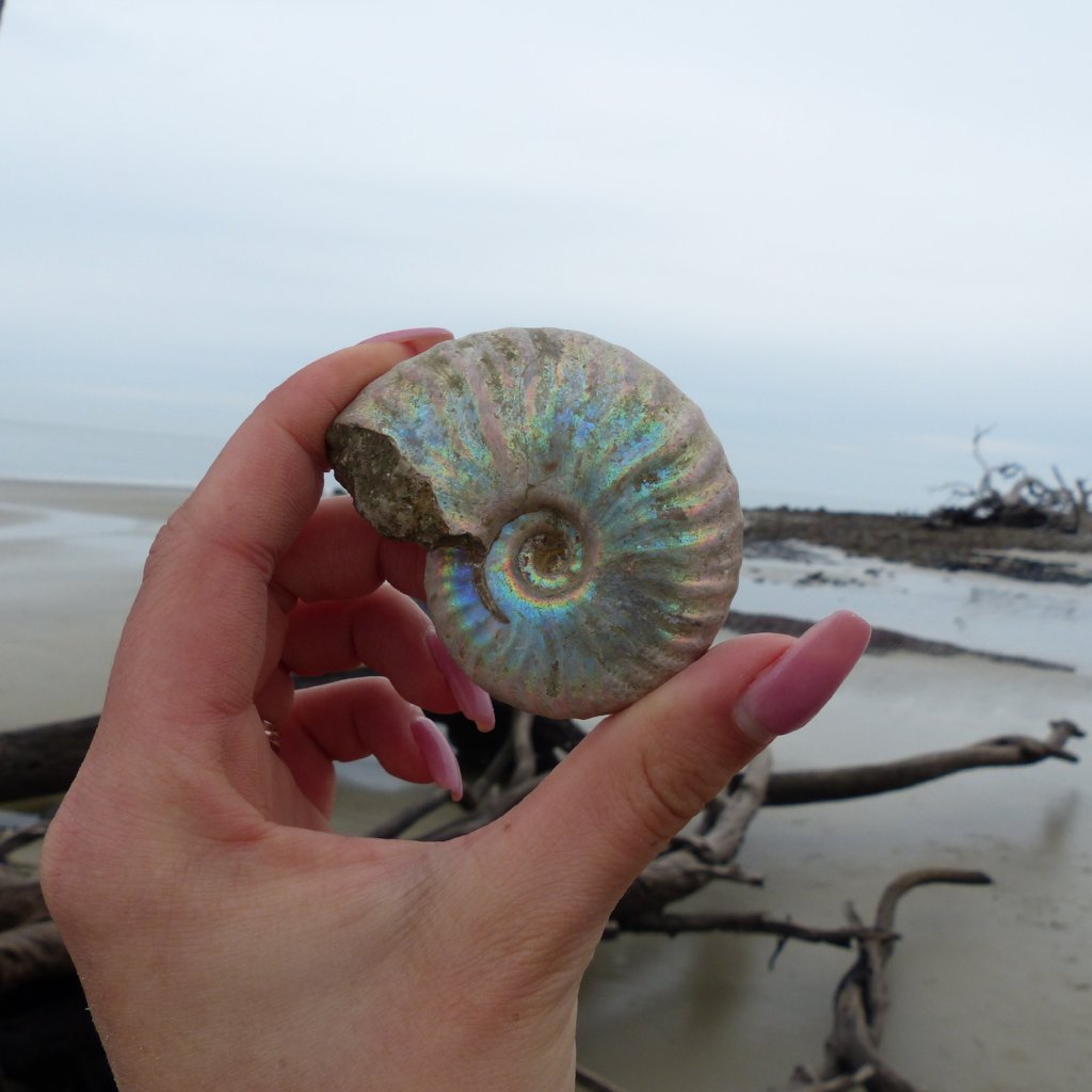 Ammonite, Opalized Ammonite (#6) - Simply Affinity