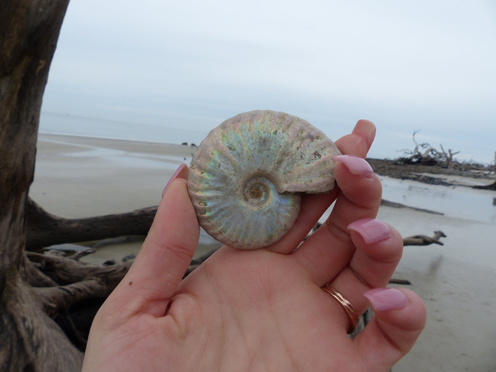 Ammonite, Opalized Ammonite (#6) - Simply Affinity