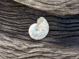Ammonite, Opalized Ammonite (#6) - Simply Affinity