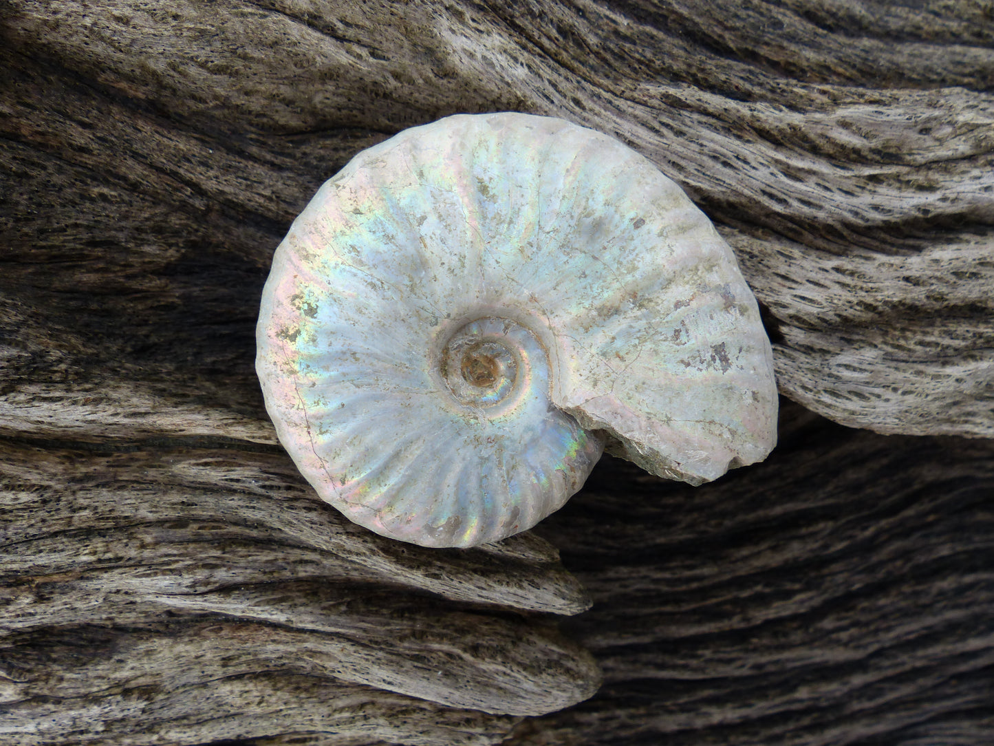 Ammonite, Opalized Ammonite (#6) - Simply Affinity