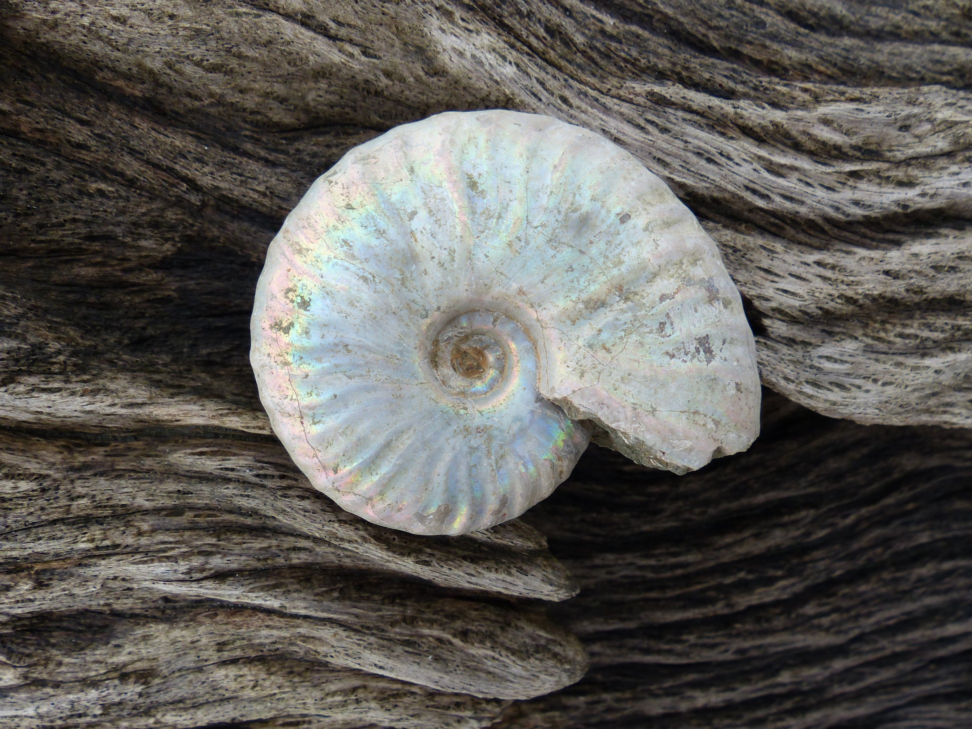 Ammonite, Opalized Ammonite (#6) - Simply Affinity