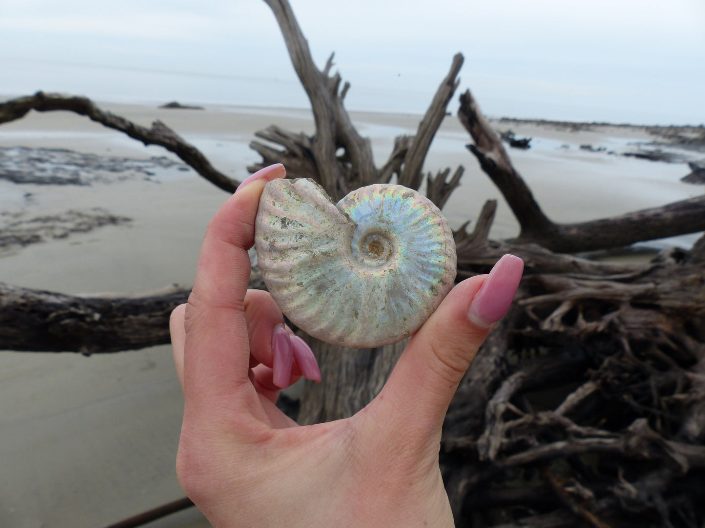 Ammonite, Opalized Ammonite (#6) - Simply Affinity