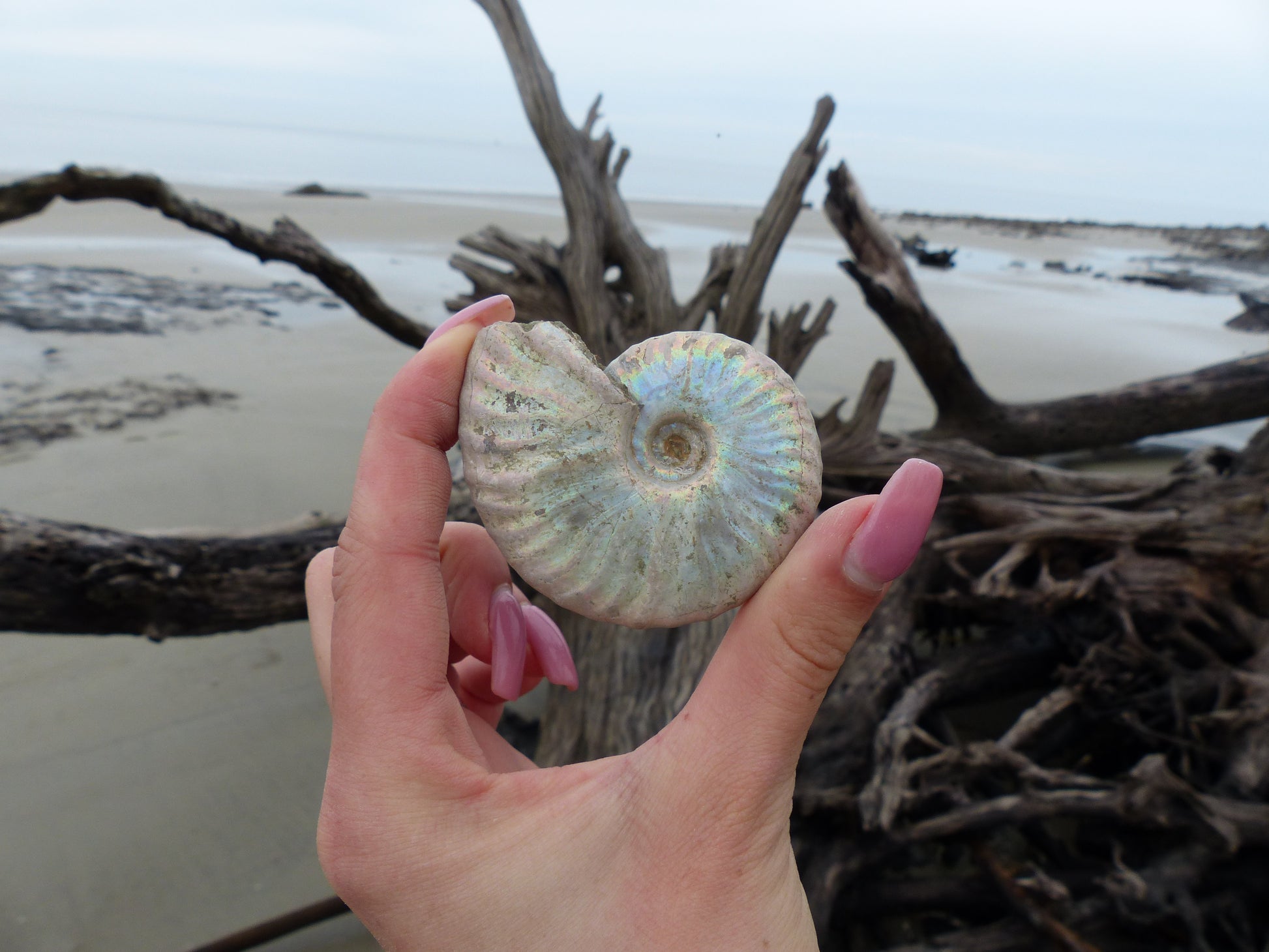 Ammonite, Opalized Ammonite (#6) - Simply Affinity
